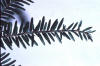 eastern hemlock cutting, Tsuga canadensis