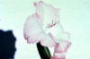 gladiola flower