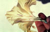 gladiola flower, longitudinal section