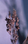 grass spikelets in a panicle