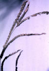 grass spikelets in a spike