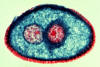 lily pollen grain detail showing generative and tube nuclei and wall, lm