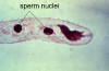 lily pollen tube