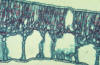 hydromorphic leaf cross section