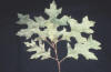 sun leaves of Hill's oak